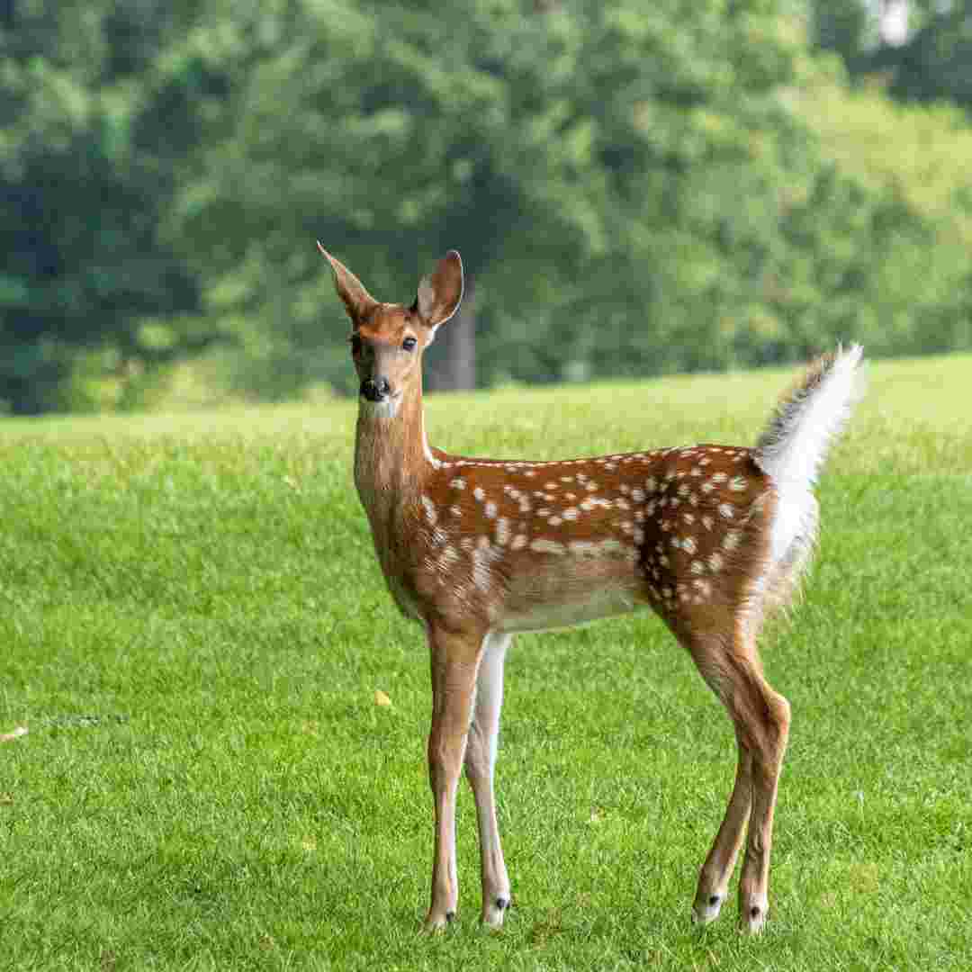 placeholder image-sq