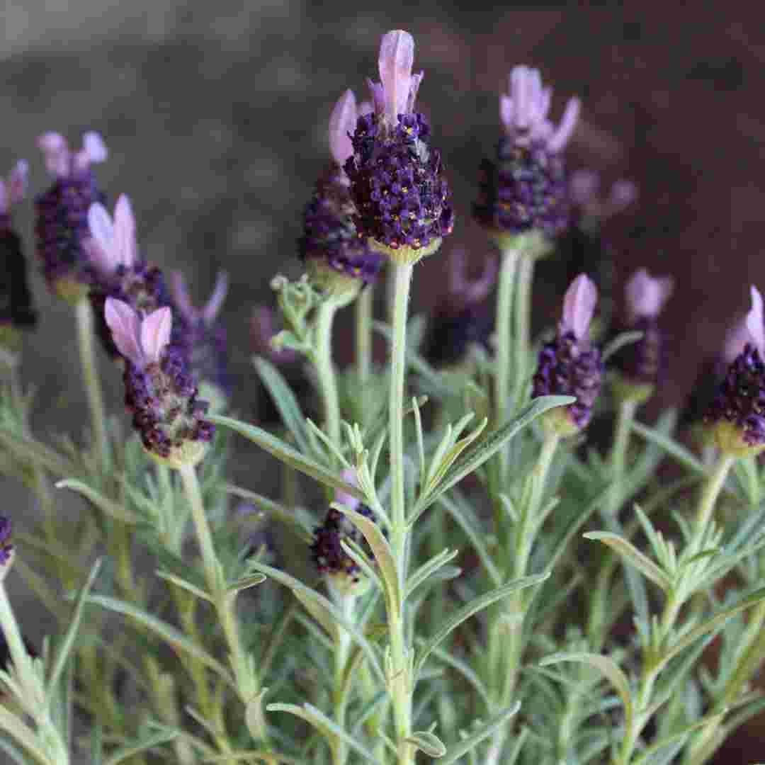 placeholder image-sq